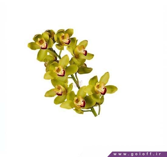گل ارکیده سیمبیدیوم رود - Cymbidium Orchid | گل آف